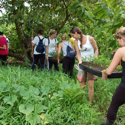 Reforestation project