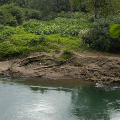 Scenery at La Selva Biological Station