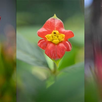 Flowers in Costa Rica