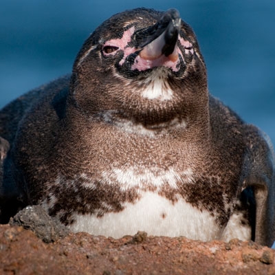 Galápagos Penguin