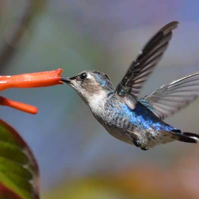 Bee Hummingbird