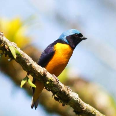 Golden-rumped Euphonia