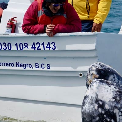 Watching Gray Whales