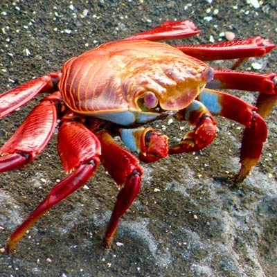 Sally Lightfoot crab