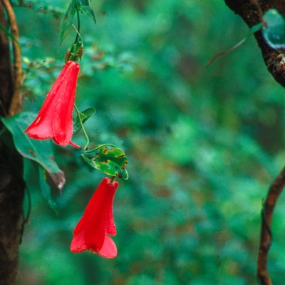 Copihue, Chile's national flower 