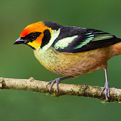 Flame-faced Tanager at Mashpi-Amagusa Reserve