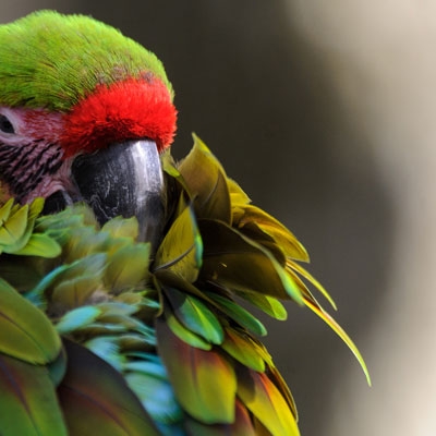 Great Green Macaw