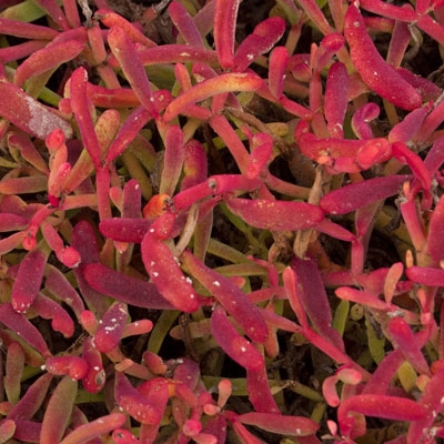 Sesuvium close-up