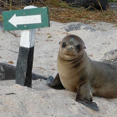 Sea lion pup