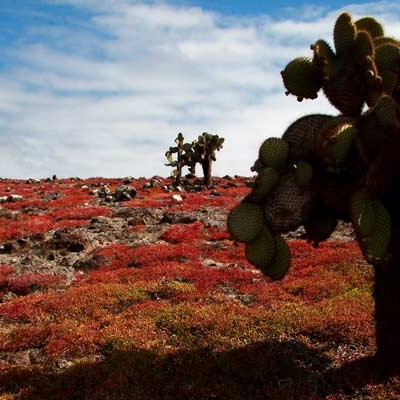 Sesuvium and Opuntia vegetation on South Plaza Island