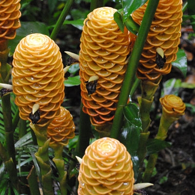 Beehive Ginger