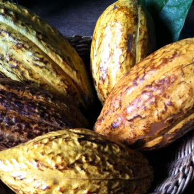 Cacao pods