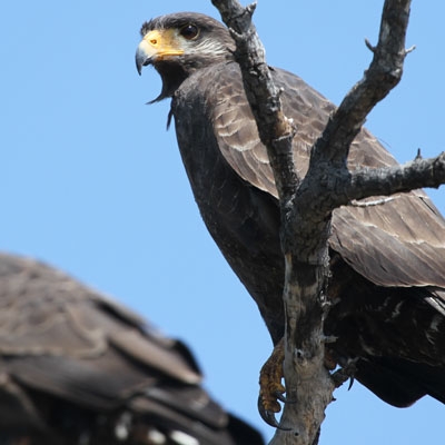 Cuban Black Hawk