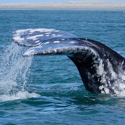 Gray Whale Fluke