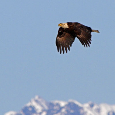 Bald Eagle