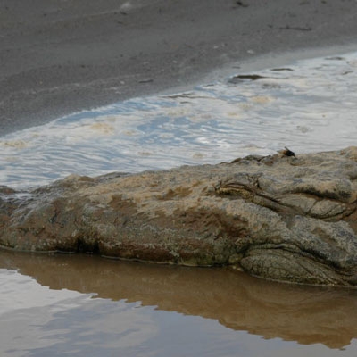 American crocodile on the Tárcoles River