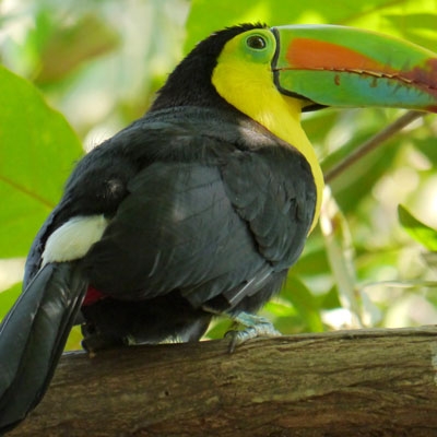 Keel-billed Toucan 