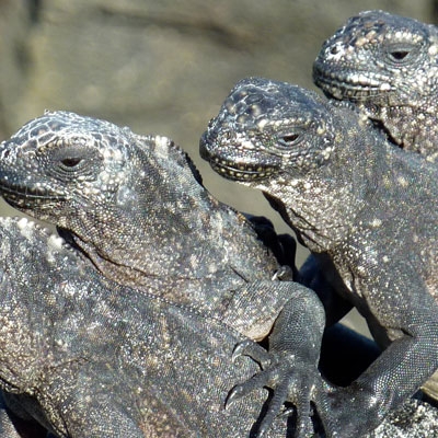 Marine iguanas