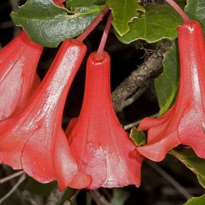 Native Rhotodendron flowers (Rhododendron ferrugineum)