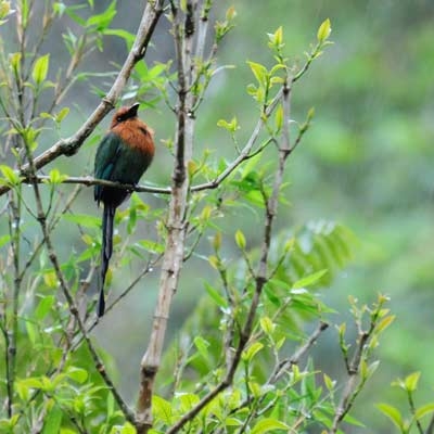 Broad-billed Motmot in Mindo