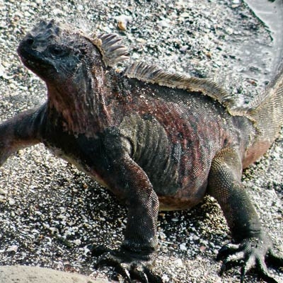 Marine iguana