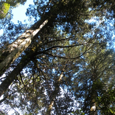 Alerce (Fitzroya cupressoides) in Lahuen Ñadi Private Park