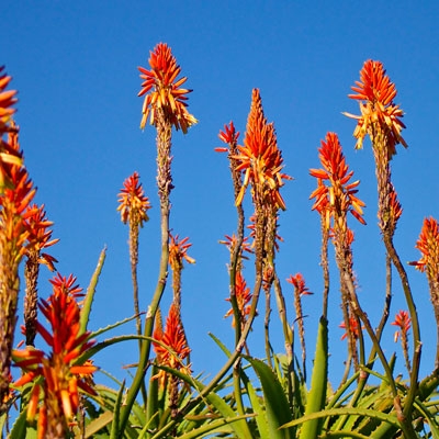 Aloe ferox plant 