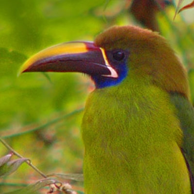 Northern Emerald-Toucanet  