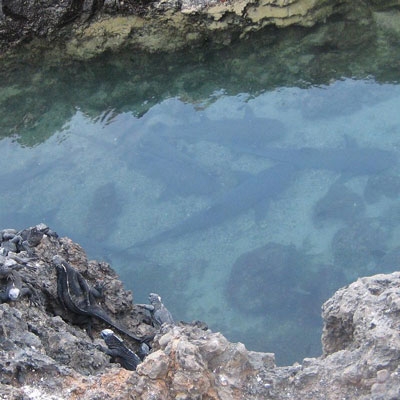 Reef sharks at Las Tintoreras