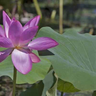 Lotus Lily 