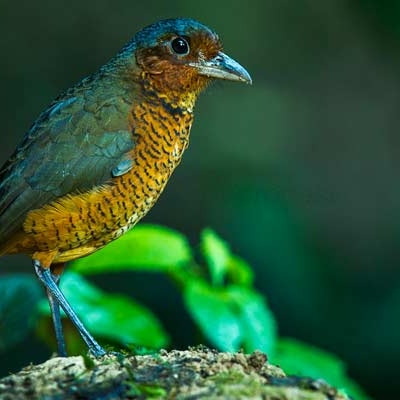 Giant Antpitta