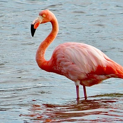 Flamingo in the Galápagos