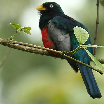 Chocó Trogon