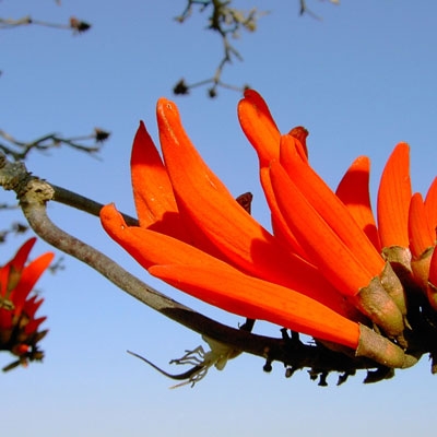 Coral tree flower 