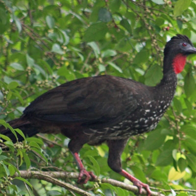 Crested Guan 