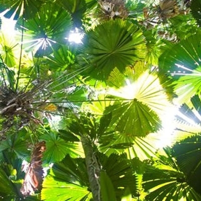 Fan Palms 