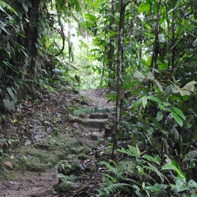 Selva Verde rainforest trail