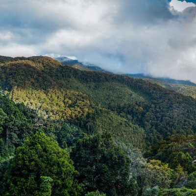 Cloud forests of San Gerardo de Dota