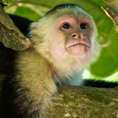 White-faced Capuchin 