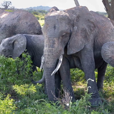 Elephants