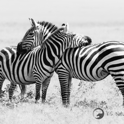 Zebras