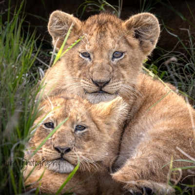 Lion cubs