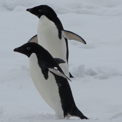 Adélie Penguins