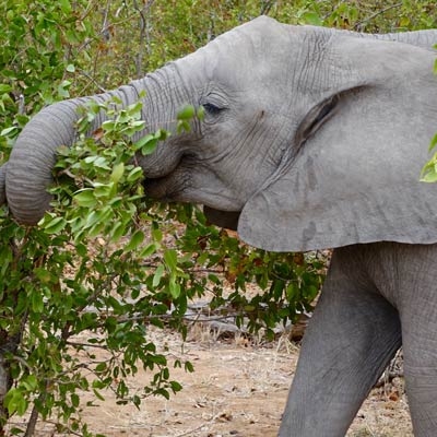 African Elephant