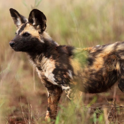 Wild Dog