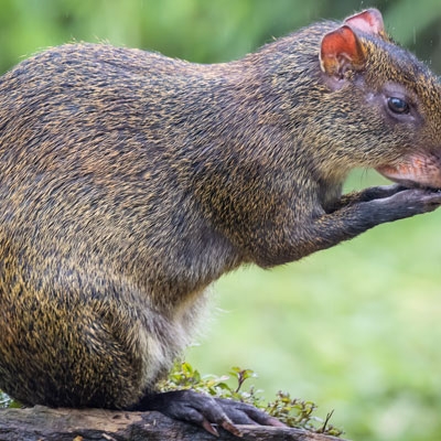 Agouti
