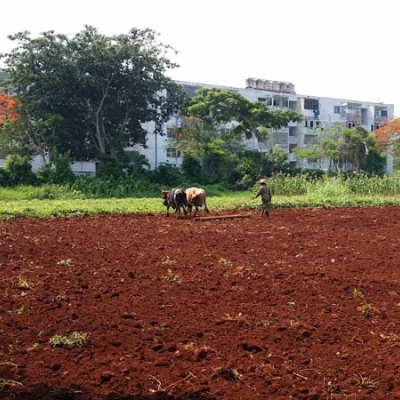 Oxen at Alamar Organoponic Gardens