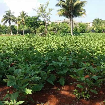 Alamar Organoponic Gardens