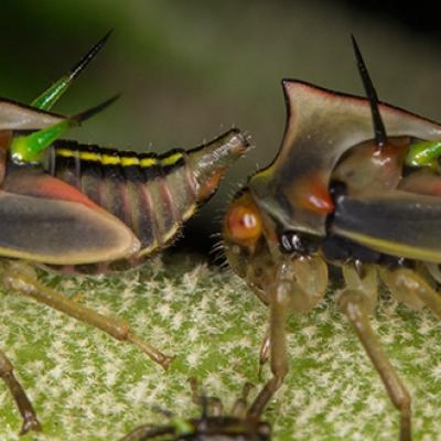Treehoppers