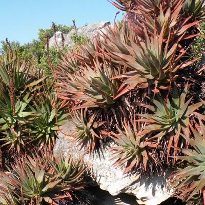 Aloe succotrina on Table Mountain